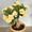 Yellow, variant on White Desert Rose Plant (Adenium) 4–6 Inches Tall, Flowering Succulent Plant for Indoor or Outdoor Growing