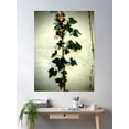 thumbnail image 2 of Ivy On A Wall Poster Wall Art, Modern Wall Decor, 24x36 UNFRAMED, 2 of 3