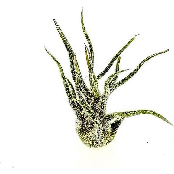 ragnaroc Air Plants - Tillandsia Pruinosa, Large 3-5" - 1ct - Live Arrival Guaranteed - House Plants for Home Decor & Gift