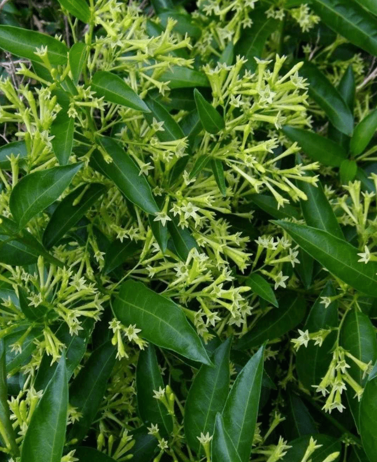 Night Blooming Jasmine Plant Live, Night Scented Flowering Plant 4-6 Inch Tall, White Jasmines Flowers Shurb, Grow Indoor or Outdoor