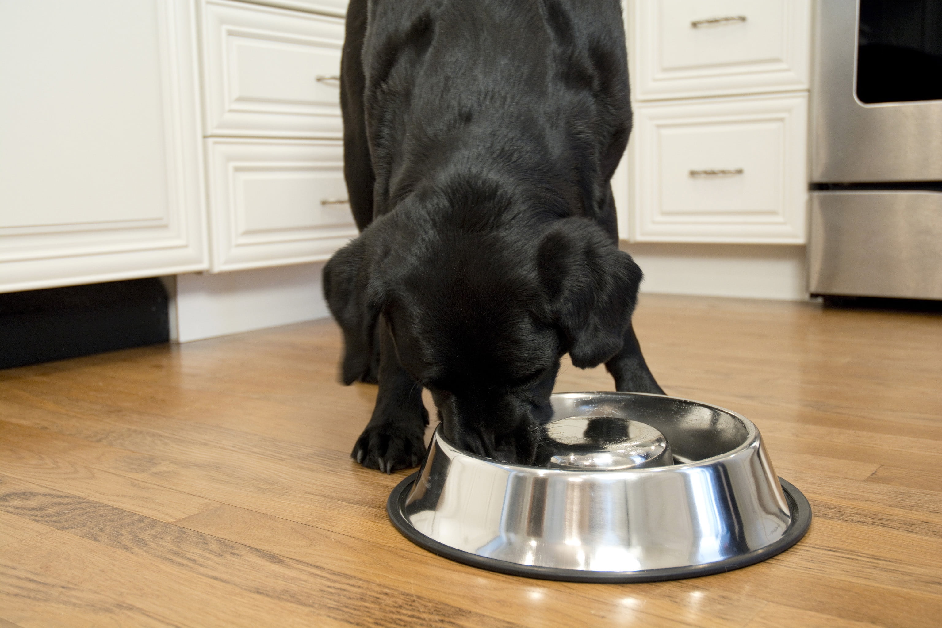Iconic Pet 2-Pack Slow Feed Stainless Steel Pet Bowl For Dog Or Cat, Small, 12 Oz