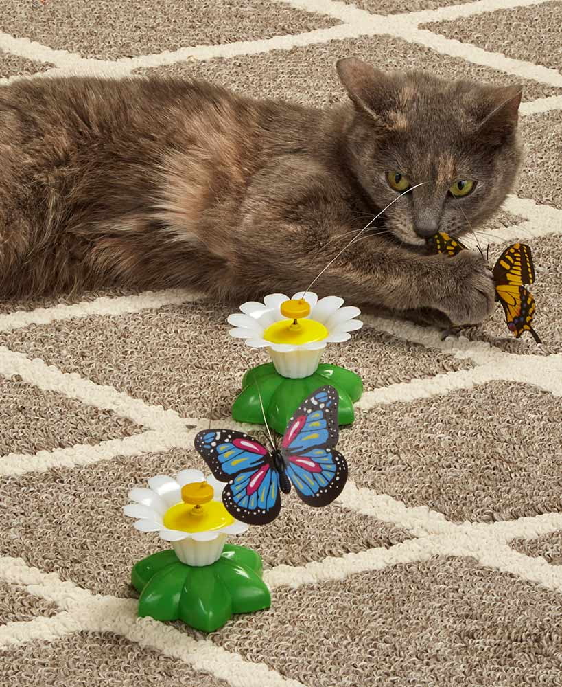 butterfly cat toy walmart