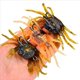 thumbnail image 4 of 12 Uds. Señuelo de Cangrejo Cranka, Cebo de Cangrejo, Señuelo Suave de Cangrejo Simulado 3D con Dobles Afilados para Accesorios de Pesca, Herramientas, 4 of 5