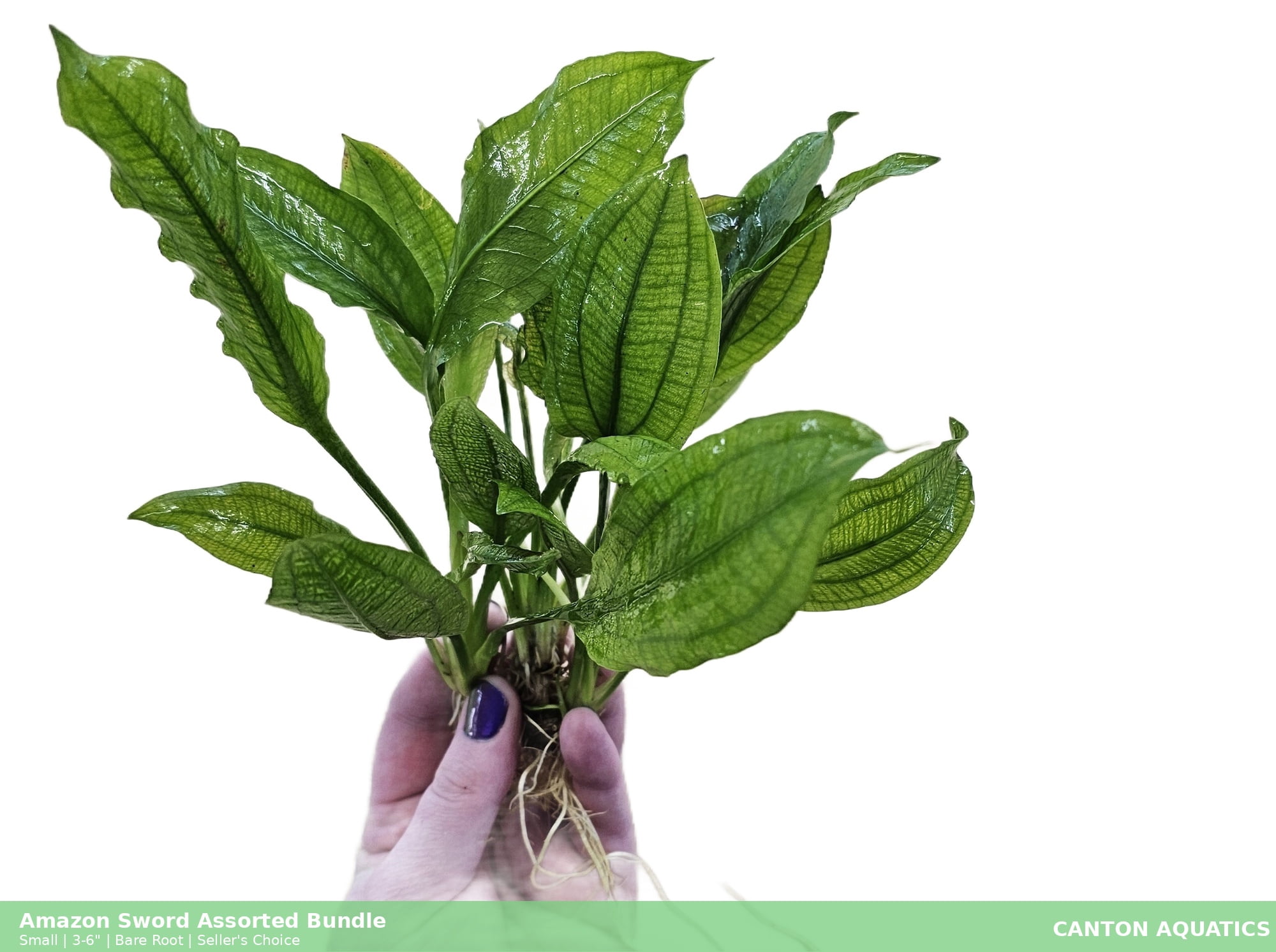 Amazon Sword Assorted Bundle, 10 Live Freshwater Aquarium Plants, Bare Root, 5–8 Inches