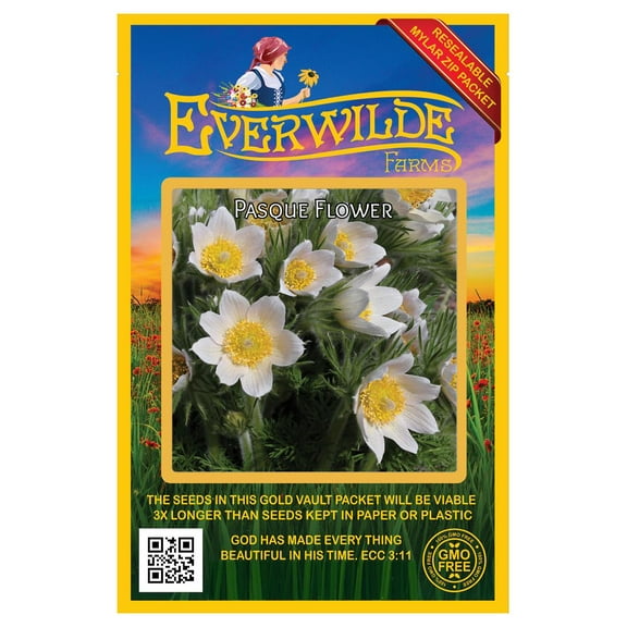 Everwilde Farms - 50 Pasque Flower Native Wildflower Seeds - Gold Vault Seed Packet