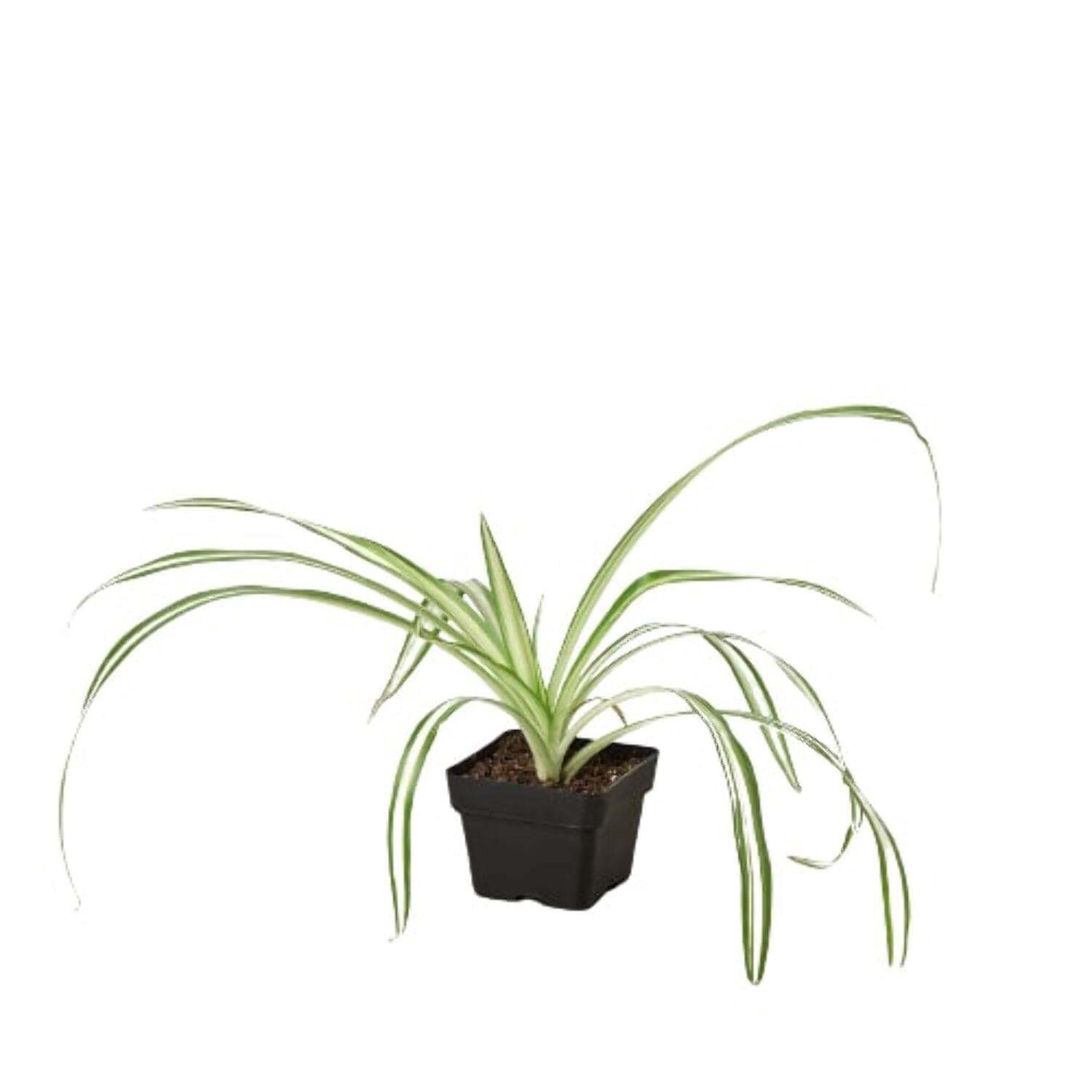 Green Spider Live Plant in Pot, Trailing Indoor Houseplant, 3-5 Inches  Tall, Ideal for Home and Office - Walmart.com