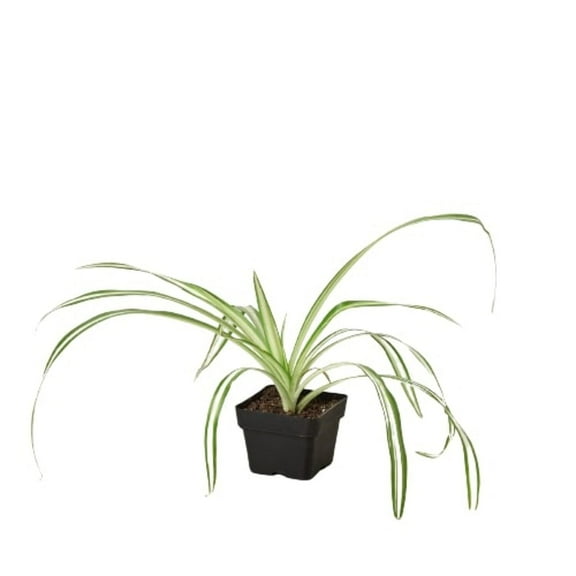Spider Plant 'Reverse', 3" Pot, Indoor Houseplant, Easy Care, Live Plant for Indoor & Outdoor