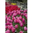 thumbnail image 2 of Shimlock, Jones 11x14 Black Ornate Wood Framed with Double Matting Museum Art Print Titled - Washington Blooming tulips next to wooden fence, 2 of 4