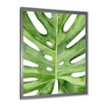 thumbnail image 2 of Designart 'Close Up Green Monstera Leaf Tropical Palm' Tropical Framed Art Print, 2 of 4