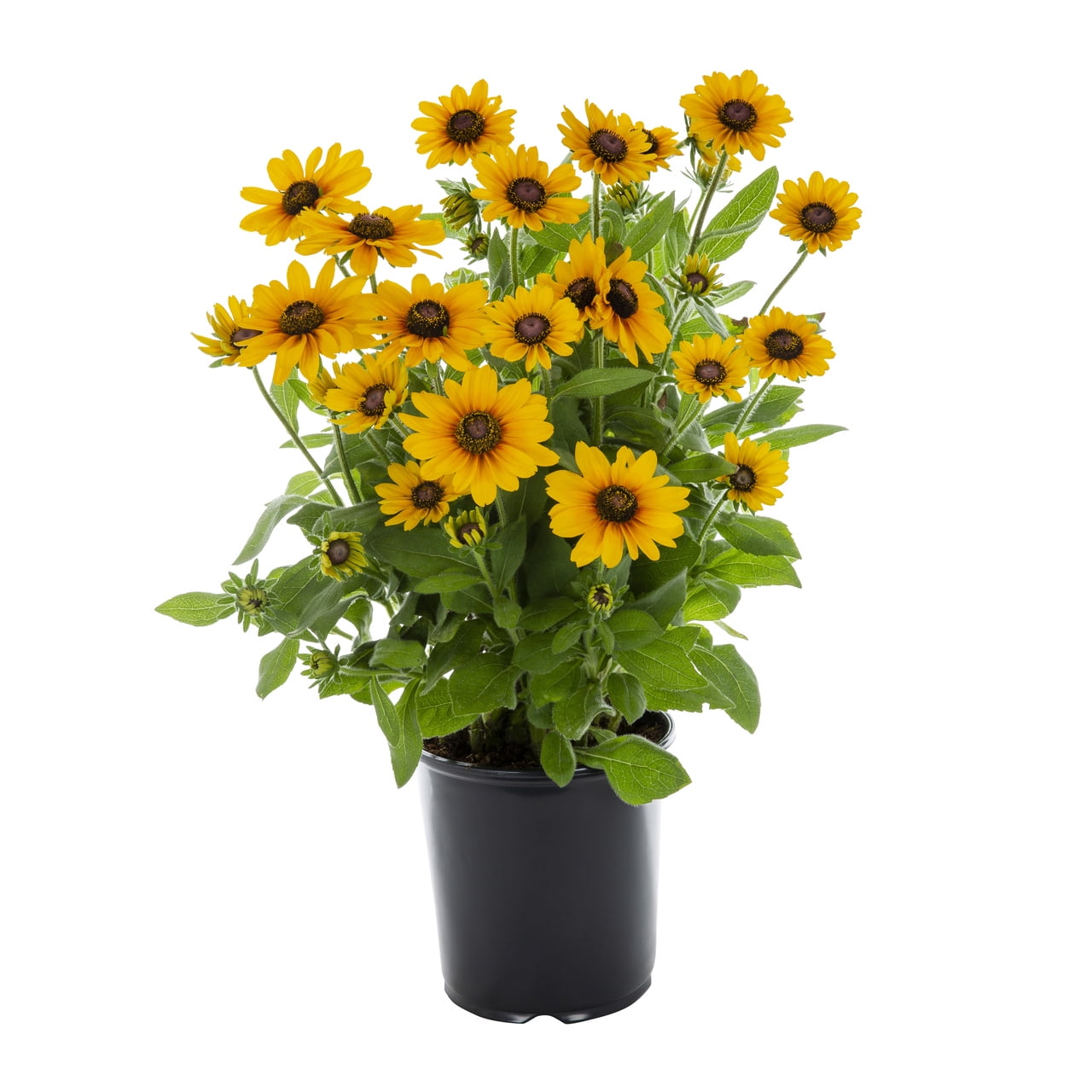 Expert Gardener 1G Yellow Sunbeckia Paulina (1 Pack) with Grower Pot