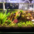 thumbnail image 4 of Nestingho Peces Silicona Simulado Para Acuario Luminiscente, 4 of 8