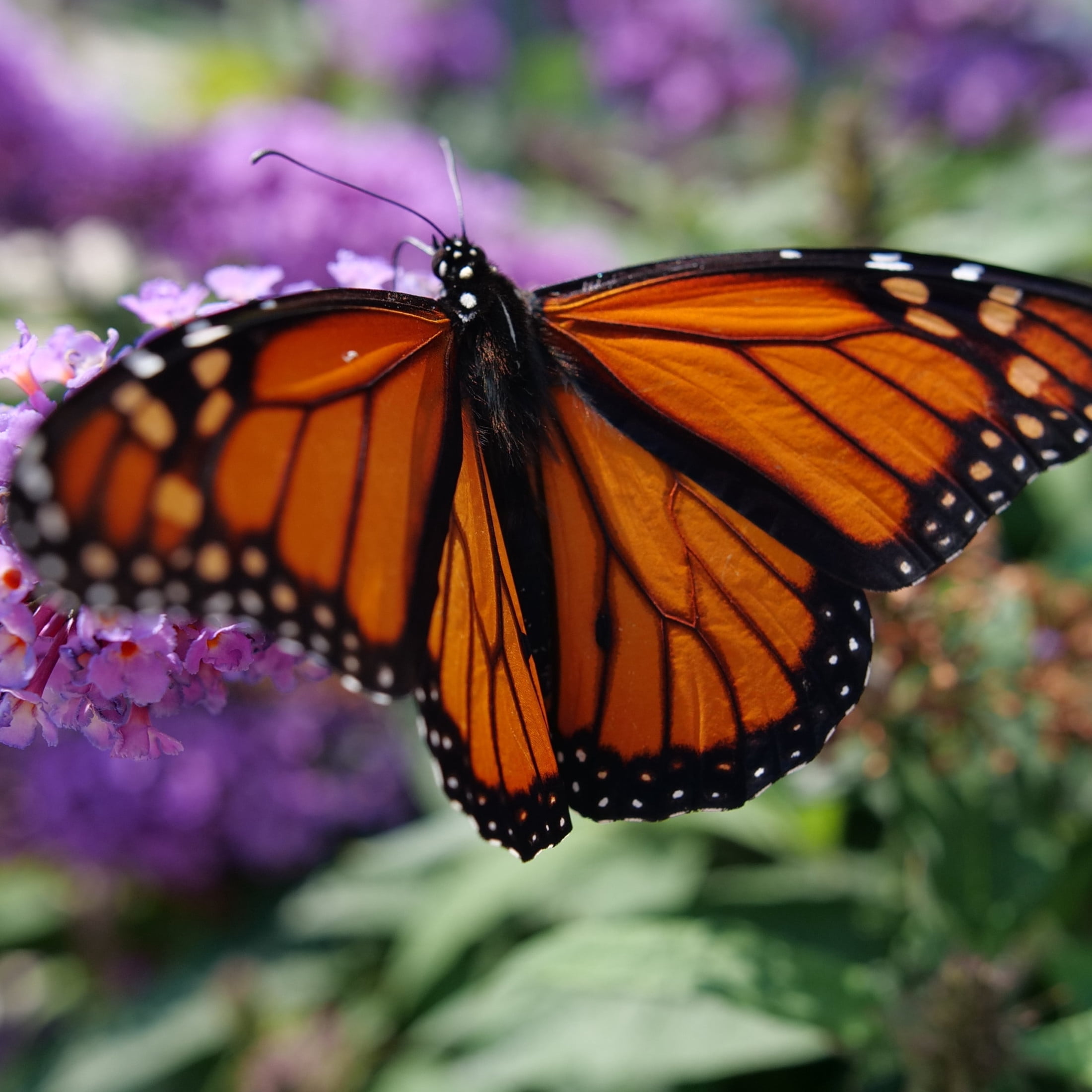 Proven Winners ColorChoice 5" Purple Pugster Amethyst Butterfly Bush Live Plant in 4.5" Pot (4 Count)