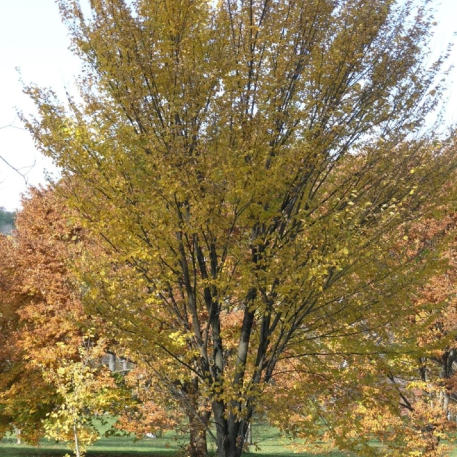 Expert Gardener 1-2' Elm Princeton Live Tree in 1 gal. Grower Pot