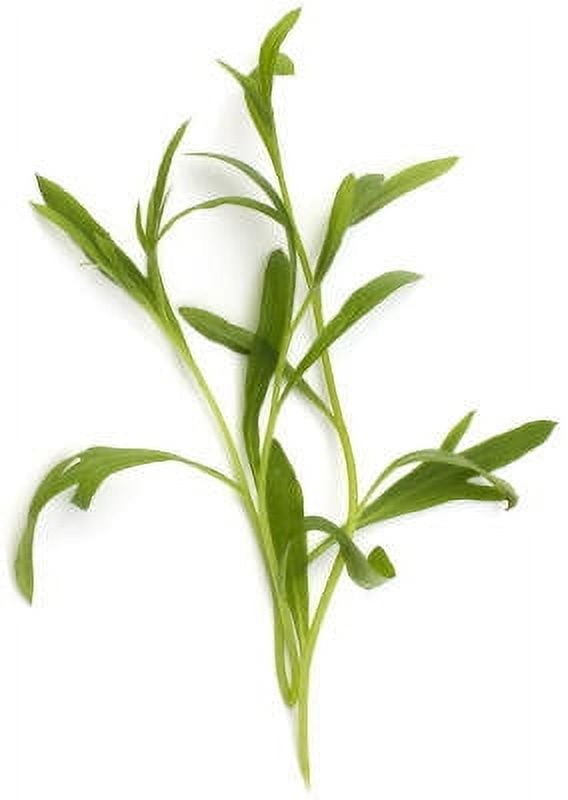 Tarragon Essential Oil 15 ml (1/2 fl oz) - 100% Pure and Natural by Silky Scents