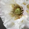 thumbnail image 2 of Sullivans Artificial Crisp White Double Poppy Stem 28"H White, 2 of 3