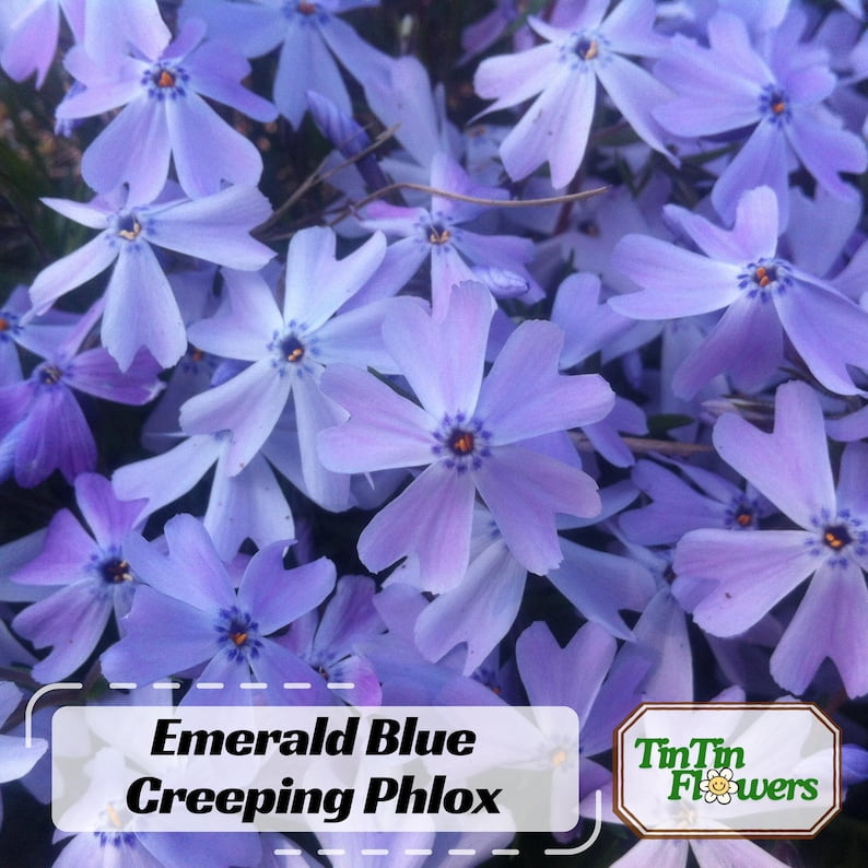 25 Blue Creeping Phlox Seeds - Cold and Drought,,, for Early Spring or Fall Planting