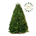 thumbnail image 1 of Árbol Natural douglas 1.50 m  a 1.80 m, 1 of 4