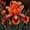 color-c, variant on Iris Planting-(Non-Artificial)-Ornamental- Premium-Home Decoration-Bloom Year After Year-Beautiful Gift Garden-Easy Growing,