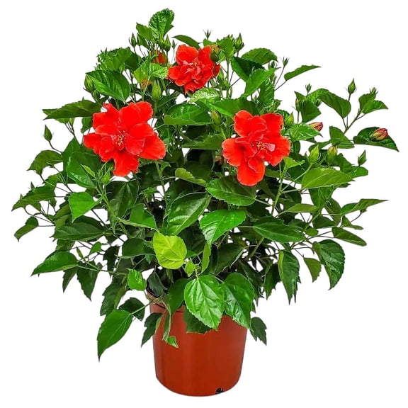 Tropical Plants of Florida 24" to 28" Live Double Red Hibiscus Bush; Full Sunlight, Outdoor Plant