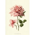 thumbnail image 1 of Old World Prints OWP45459D Victorian Rose I Poster Print by R. Guillot -13 x 19, 1 of 1