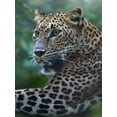 thumbnail image 2 of Fitzharris, Tim 25x32 White Modern Wood Framed Museum Art Print Titled - Leopard, 2 of 4