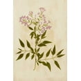 thumbnail image 2 of Unkown 17x24 White Modern Wood Framed Museum Art Print Titled - Botanical Impression III, 2 of 4