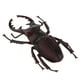 thumbnail image 3 of 2 piezas modelo de de para accesorios de biología animal de juguete de para niños, 3 of 8
