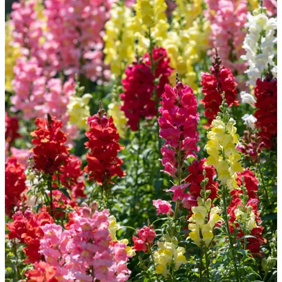 Landscaper's Pack Snapdragon MIXED COLORS – 6000 Seeds