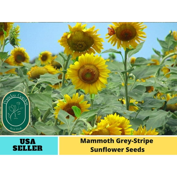 25 Seeds|Mammoth Grey Stripe Sunflowers Seeds - Authentic Seeds - Perennial~ GMO Free ~~Flower seeds ~ Asian Garden~ B5G1#E025