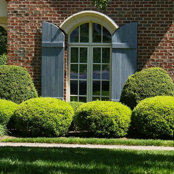 Brighter Blooms - Southern Living® Baby Gem Boxwood Shrub, 1 gal - No Shipping to AK, AZ, HI, OR, PA, TN