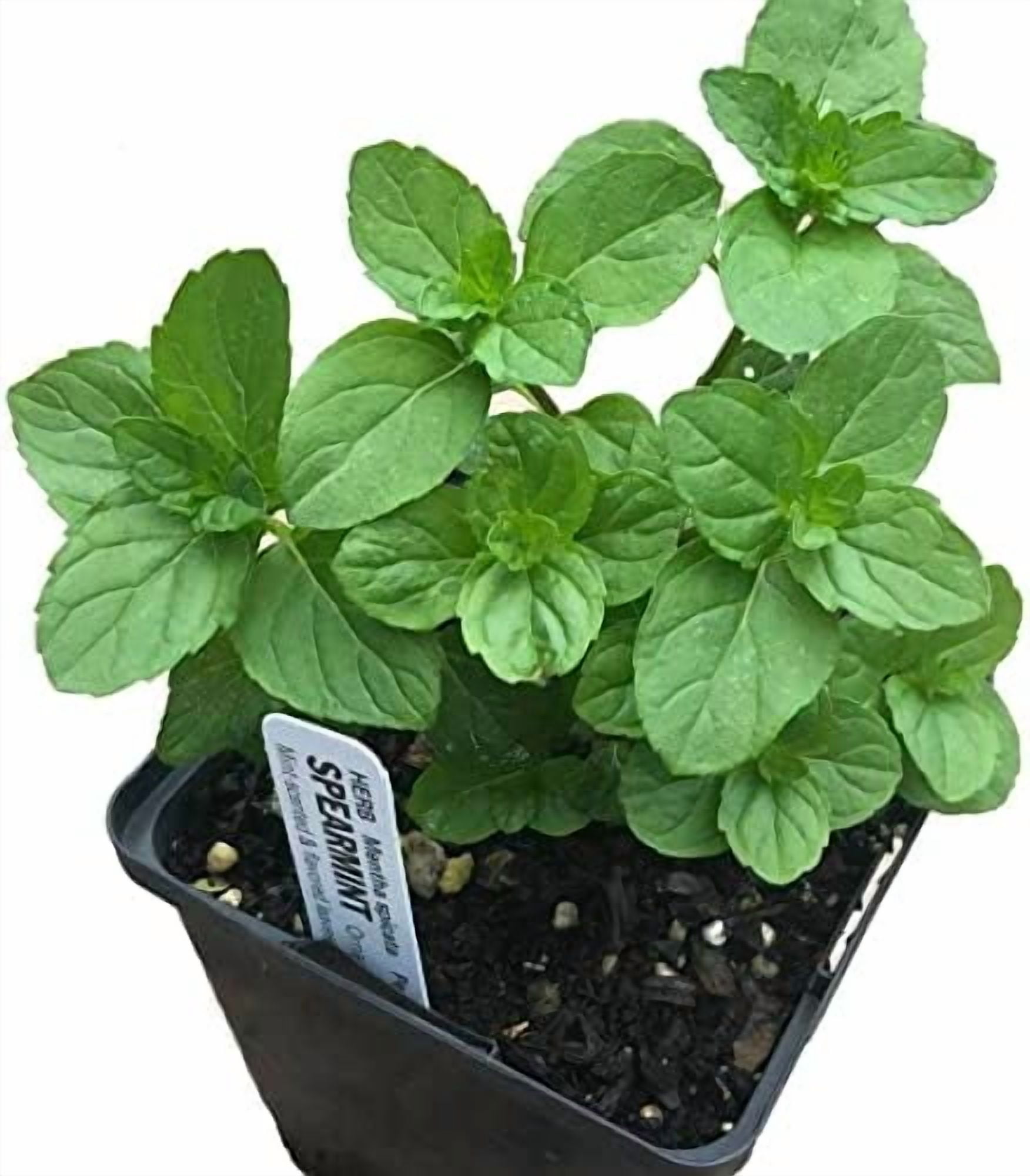 Smoke Camp Crafts Plant Pack - Mint Medley Collection: 5-Variety Live Mint Plant Set in 2.5" Pots – Perfect for Culinary Use, Aromatherapy, and Gardening
