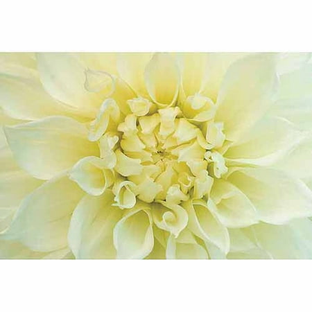 Bloomsz Dahlia Fleurel, World's Largest, Flower Bulbs, 3 pk