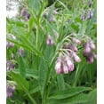 thumbnail image 3 of Earthcare Seeds 50 True Comfrey Flower Seeds, 36 - 42 Inches high, 3 of 5