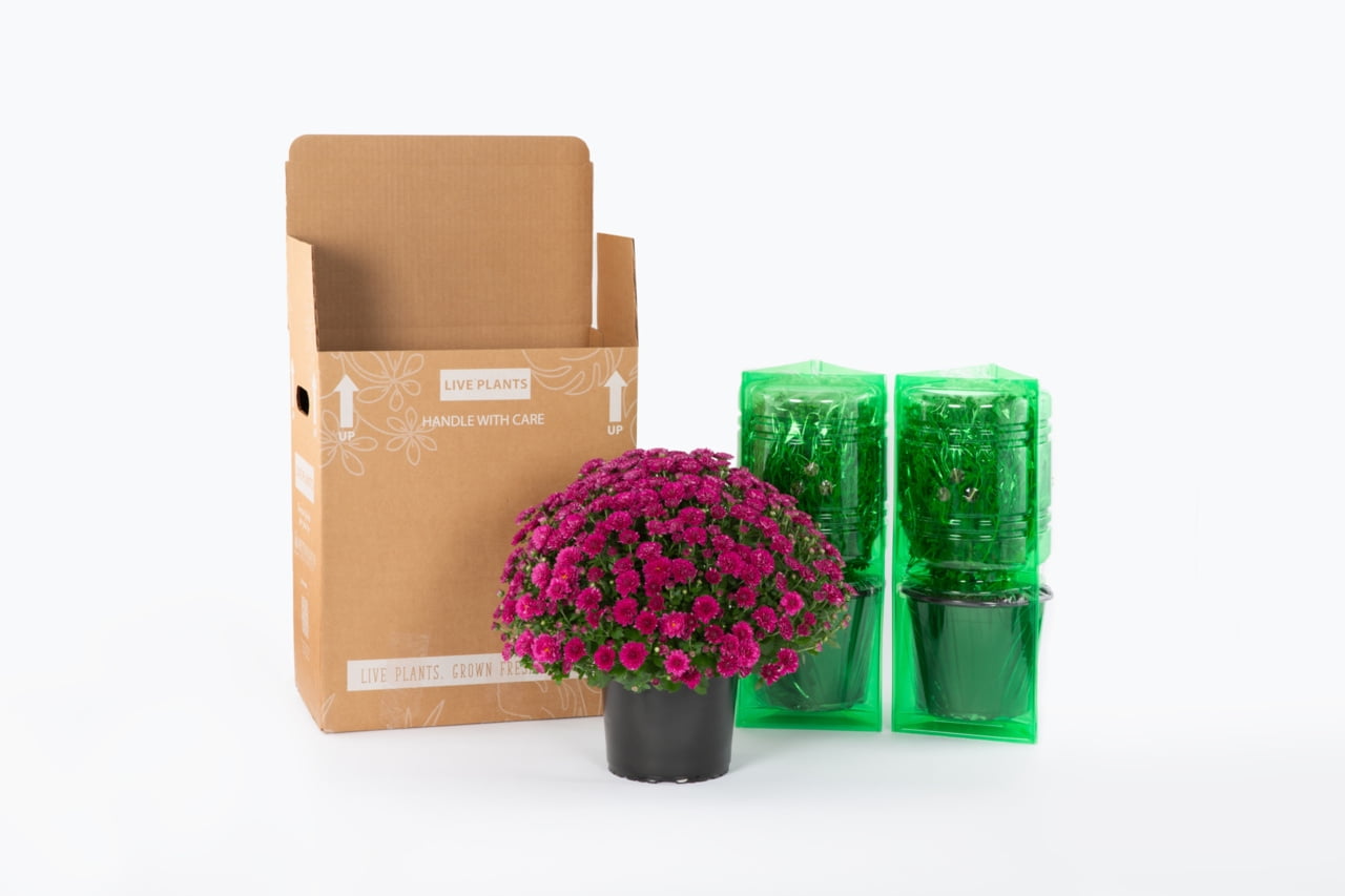 Expert Gardener 12 Inch White Chrysanthemum Live Fall Plant 3.0QT Grower's Pot Wed 2-Pack Easy to Grow