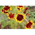 thumbnail image 4 of Semi-Dwarf Plains Red Coreopsis Flower Seeds for Planting, 1500+ Seeds Per Packet Non GMO & Heirloom Seeds, Scientific Name Coreopsis tinctoria, Great Home Flower Garden Gift, 4 of 7