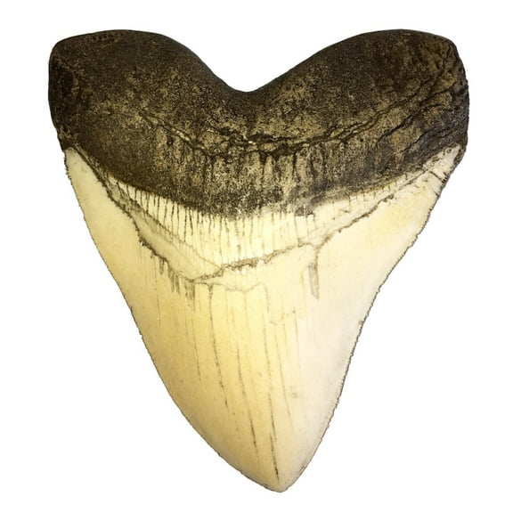5.5 Inch Ivory Megalodon Shark Tooth Fossil Replica
