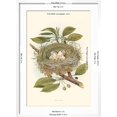 thumbnail image 5 of Art.com Kingbird Nest and Eggs Art Print, White Frame Wall Art, 21" x 29", 5 of 5
