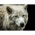 thumbnail image 2 of Ronin 14x12 Black Modern Framed Museum Art Print Titled - White Wolf, 2 of 4