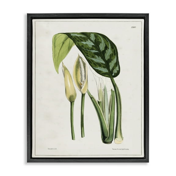 Stupell Industries Pond Plant Study Plants & Flowers Painting Black Floater Framed Canvas Art Print Wall Art, 17 x 21