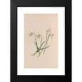 thumbnail image 2 of John Stevens Henslow 16x24 Black Modern Framed Museum Art Print Titled - Snowdrop (1840), 2 of 5