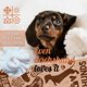 thumbnail image 4 of LHSHID Dachshund Gifts for Women Dachshund Flannel Blanket for Dachshund Lovers Owners Soft Throw Blanket for Adults Brown Long 40x50in, 4 of 5