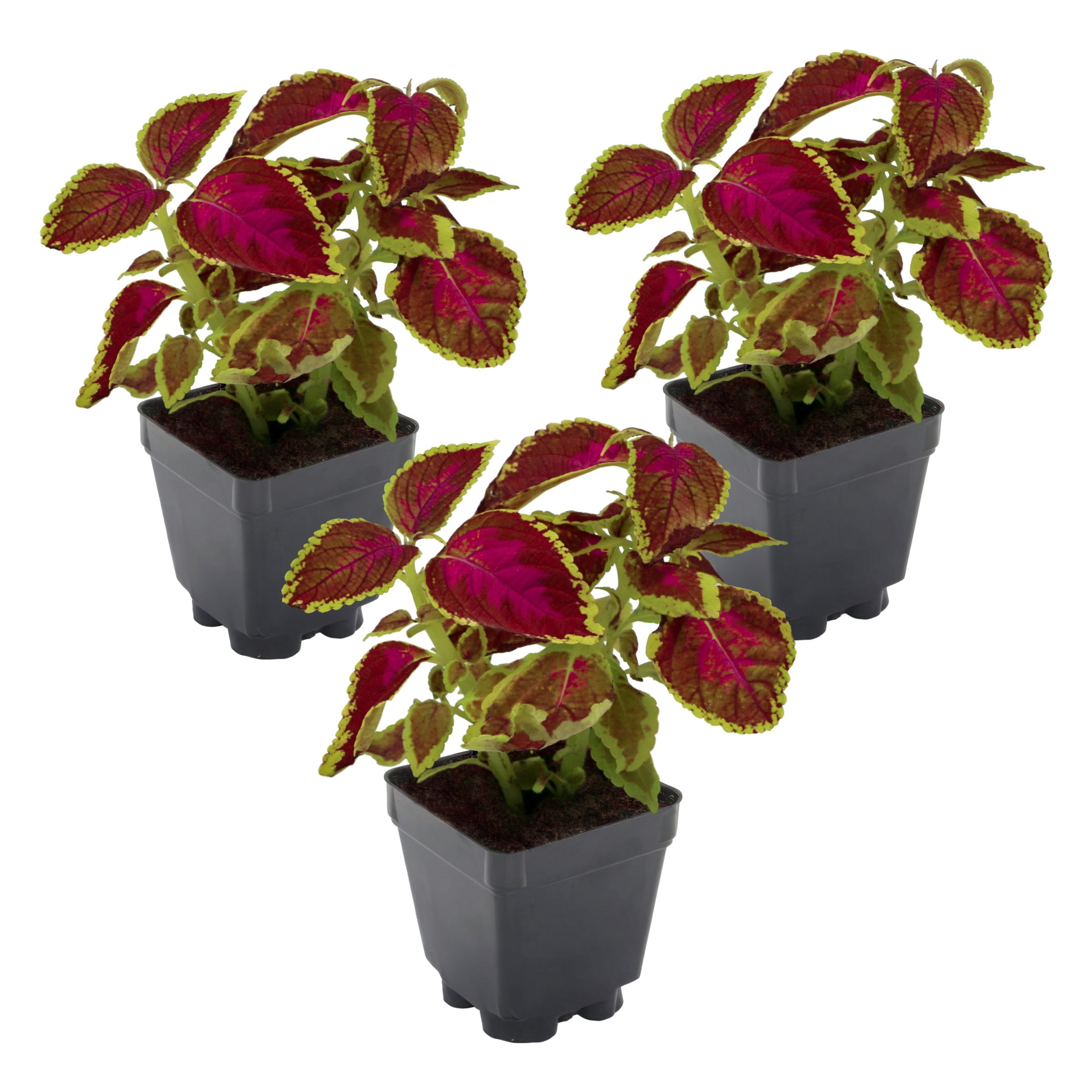 3.25 in. Coleus PartyTime Pink Berry Live Annual Plant (3-Pack)