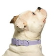thumbnail image 6 of Vibrant Life Water Resistant Adjustable Dog Collar, Lavender, M, 6 of 8