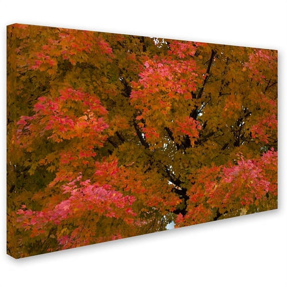 Trademark Fine Art "Autumn Maple Splendor" Canvas Art by Kurt Shaffer