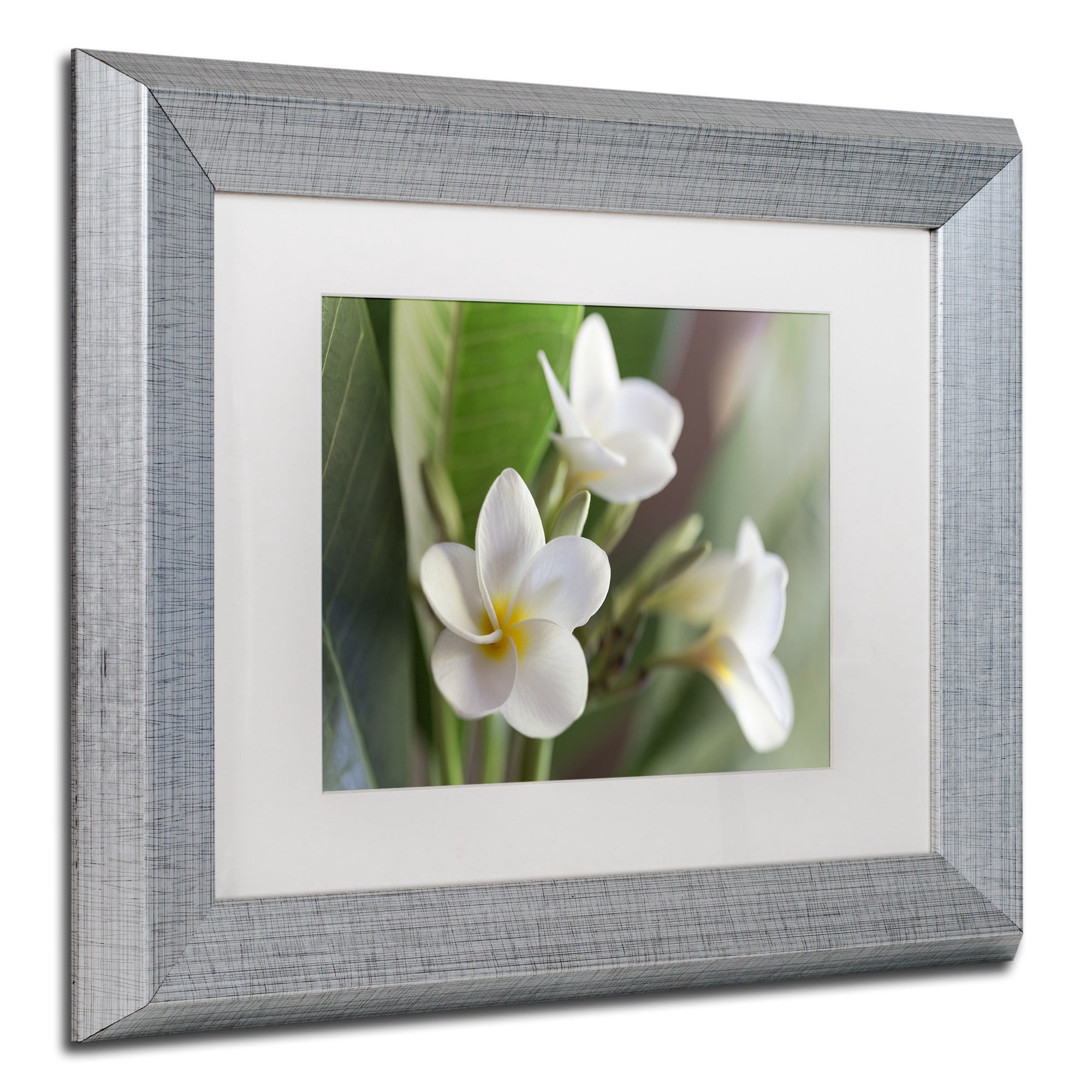 Trademark Fine Art 'Plumeria Bloom' Canvas Art by Pierre Leclerc, White Matte, Silver Frame