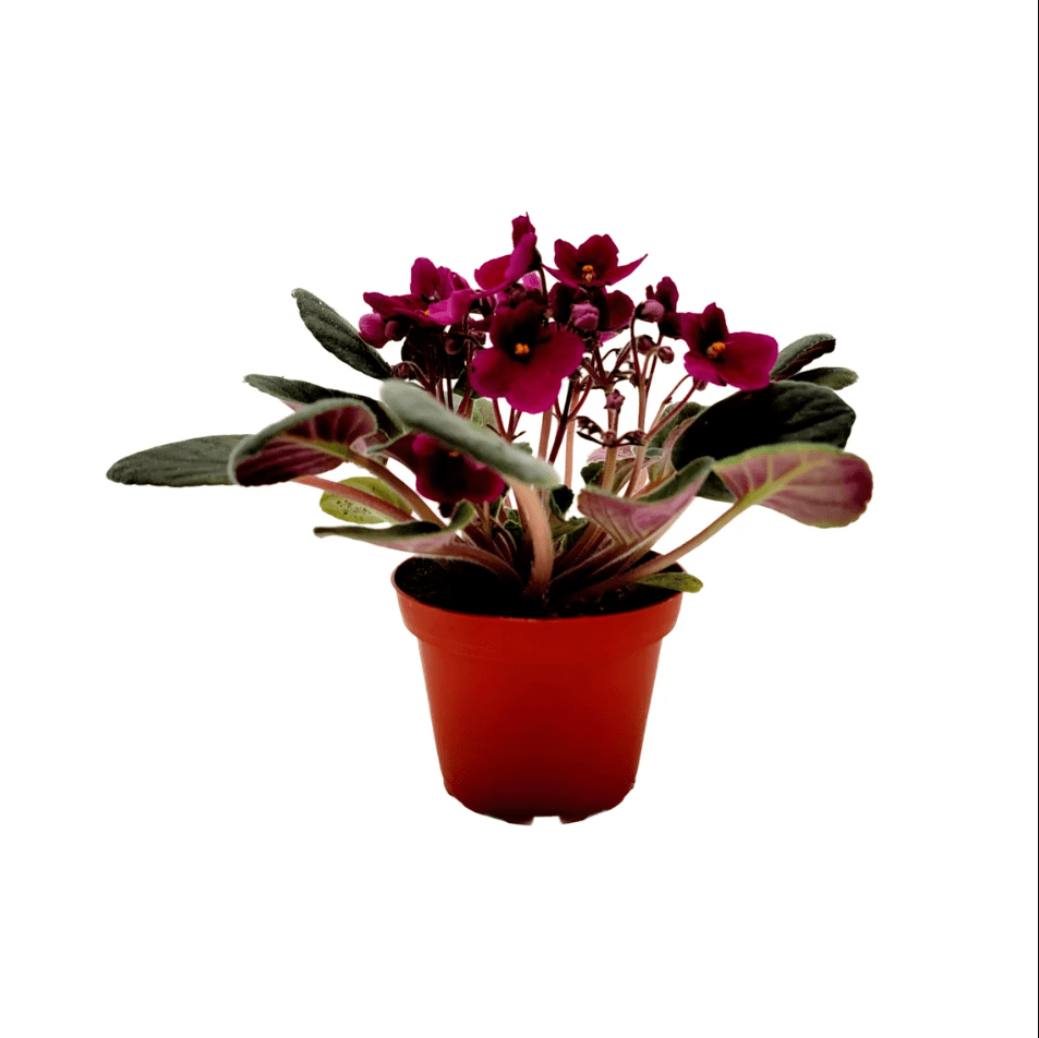 Burgundy Red Africa Violets Live Plant for Planting Indoor Outdoor, Red Blooming Violet, Africa Violet Flowers, 4"Pot