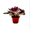 thumbnail image 5 of Burgundy Red Africa Violets Live Plant for Planting Indoor Outdoor, Red Blooming Violet, Africa Violet Flowers, 4"Pot, 5 of 6