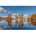 thumbnail image 2 of Jones, Adam 32x23 White Modern Wood Framed Museum Art Print Titled - Bald cypress trees in autumn reflected on lake Caddo Lake-Uncertain-Texas, 2 of 4