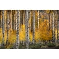thumbnail image 2 of Jaynes Gallery 14x11 Black Ornate Wood Framed with Double Matting Museum Art Print Titled - USA-Utah-Ashley National Forest Aspen forest in autumn, 2 of 4