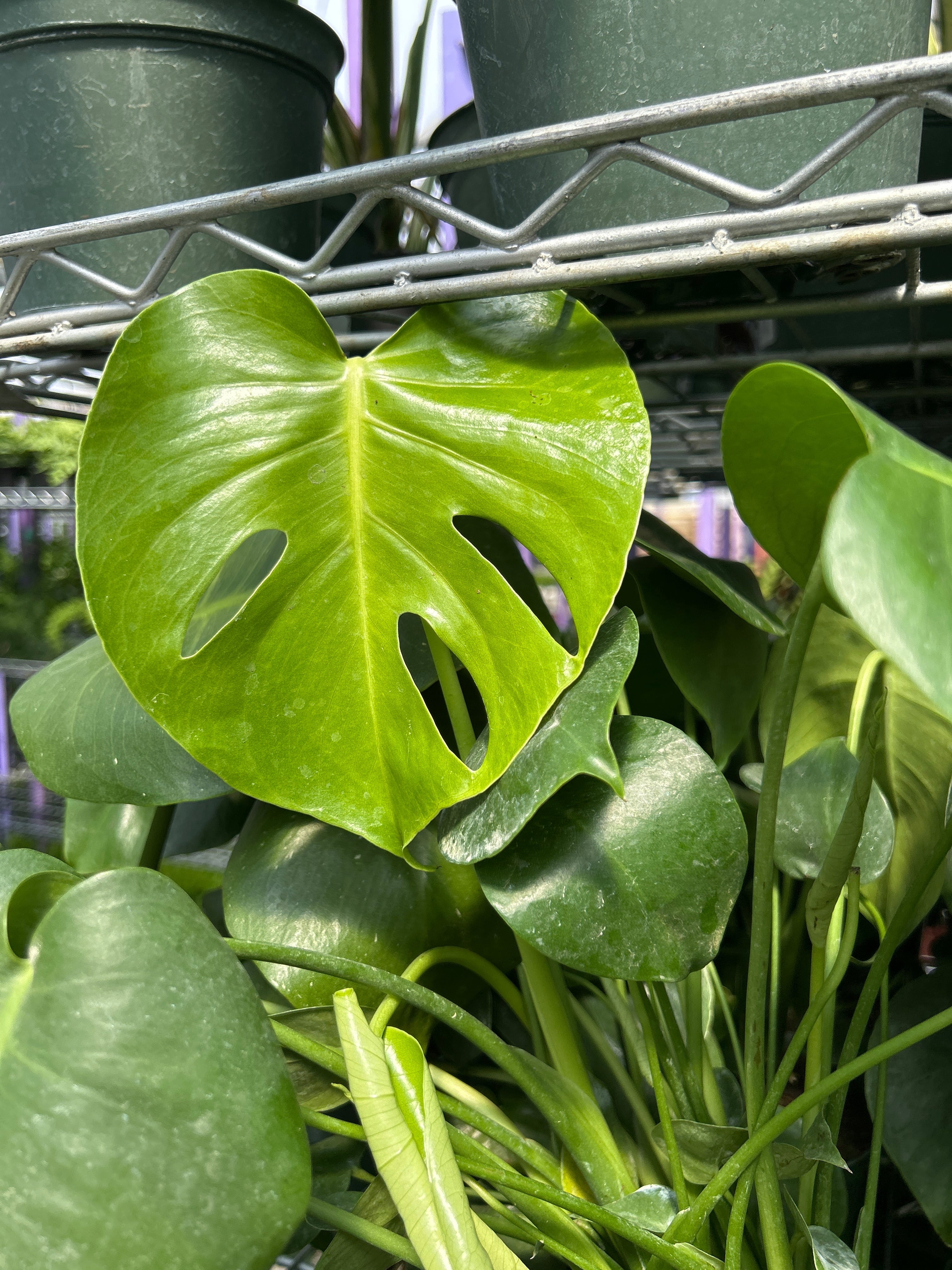 RedCrocus Swiss Cheese Plant Monstera deliciosa Indoor Tropical Plant Large Foliage Bright Indirect Light Easy Care Pet Warning 6" Pot